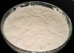 שְׂאוֹר (sᵊor: starter dough, sponge dough)